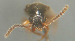 Ochthephilus aureus