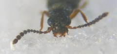 Ochthephilus aureus