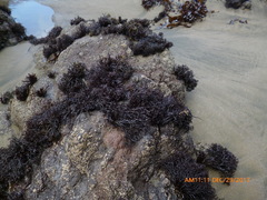 Psilophycus alveatus