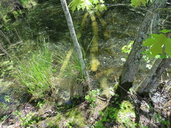 Carex decomposita