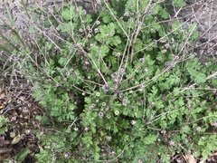 Tanacetum parthenium