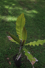 Chrysophyllum imperiale