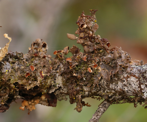 Mustard Kidney Lichen