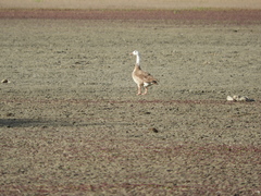 Anser anser × Branta canadensis