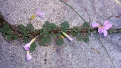 Oxalis imbricata