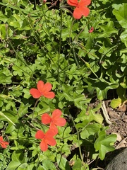 Pelargonium tongaense