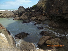 Psilophycus alveatus