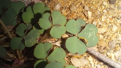 Oxalis imbricata