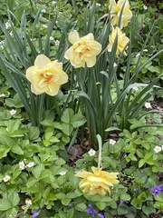 Narcissus
