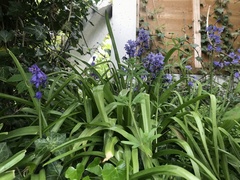 Hyacinthoides hispanica