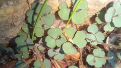 Oxalis imbricata