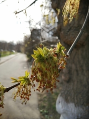 Acer negundo