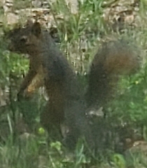 Sciurus niger