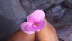 Oxalis imbricata