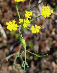 Lomatium ambiguum