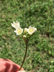 Nothoscordum bivalve
