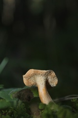 Hydnum zongolicense