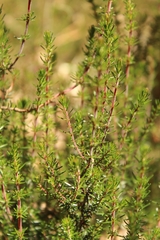 Erica lusitanica
