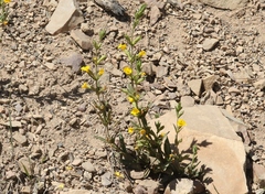 Diplacus clevelandii