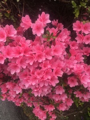 Rhododendron