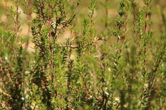 Erica lusitanica