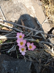 Zephyranthes longifolia