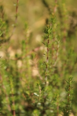 Erica lusitanica