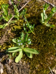 Valerianella turgida