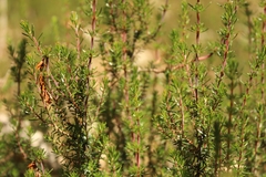 Erica lusitanica
