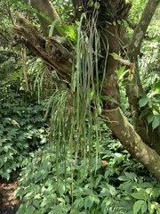 Haplopteris flexuosa