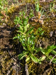 Valerianella turgida