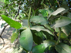 Piper tuberculatum