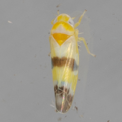 Empoa venusta