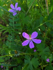 Geranium asphodeloides