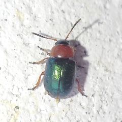 Gastrophysa polygoni