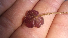 Oxalis imbricata