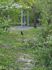 Corvus cornix