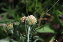 Antennaria anaphaloides