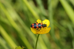 Trichodes favarius