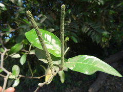 Piper tuberculatum