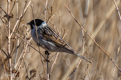 Emberiza schoeniclus
