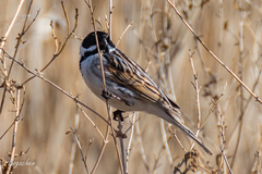 Emberiza schoeniclus