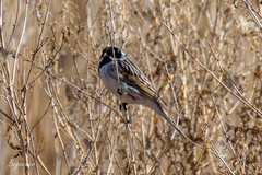 Emberiza schoeniclus