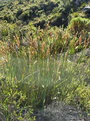Elegia racemosa