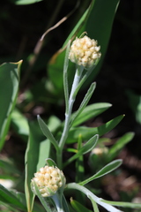 Antennaria anaphaloides