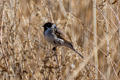 Emberiza schoeniclus