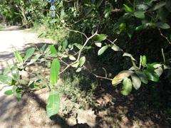 Piper tuberculatum