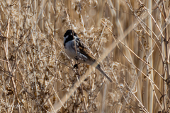 Emberiza schoeniclus