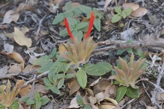 Monardella macrantha hallii