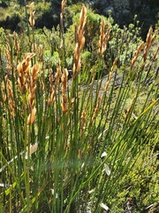 Elegia racemosa